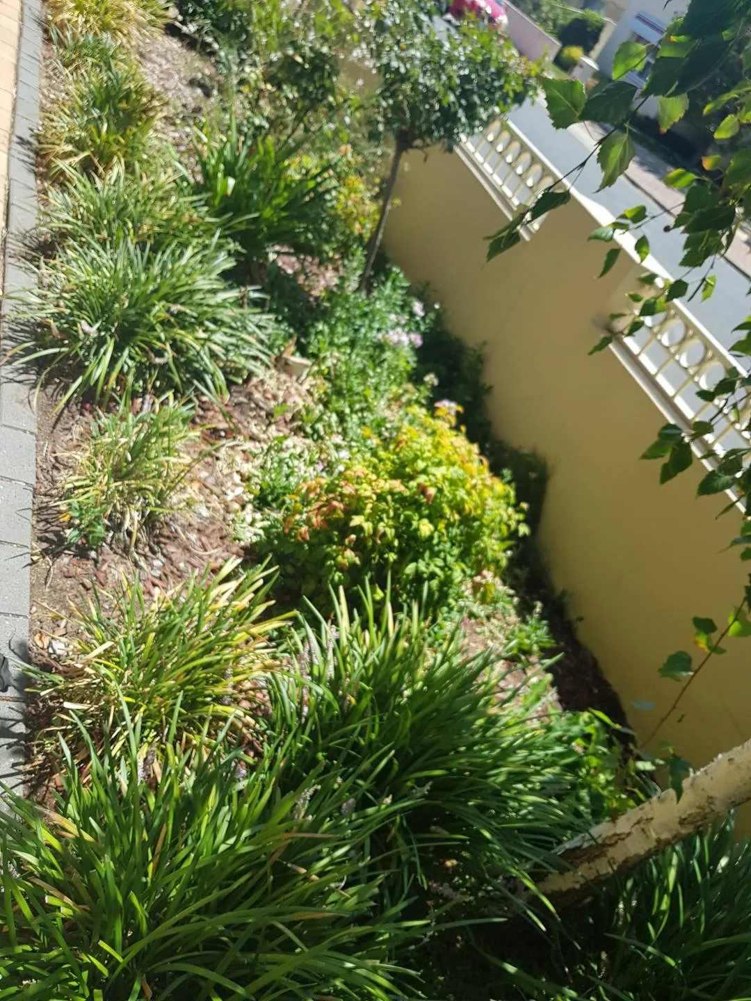 Completed lawn and property maintenance project 17 by Cut n Polish