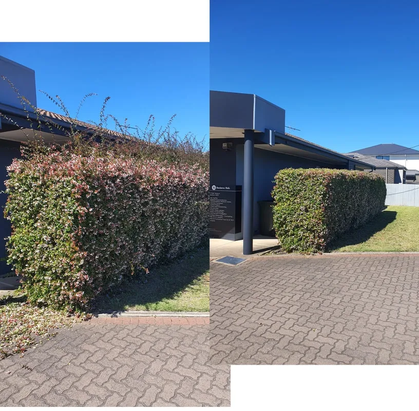 Before and after hedge maintenance by Cut n Polish